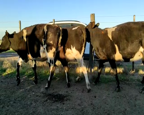 Lote VAQUILLONAS PREÑADAS  3 SARA KARLEN