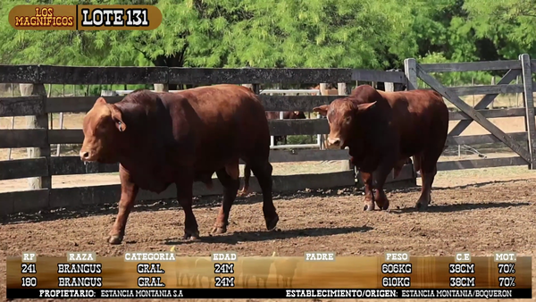 Lote LOTE 131