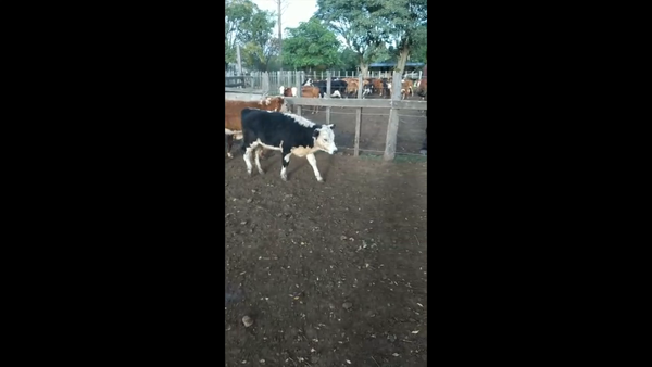 Lote 6 Terneros Cruza Carnicera 185kg -  en Parada fariña