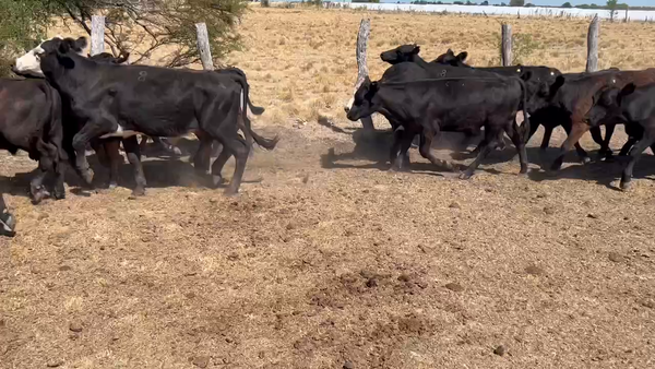 Lote 60 Novillitos en Villaguay, Entre Ríos