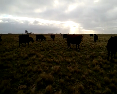 Lote 33 vacas preñadas - Indio Rico Pcia Bs As