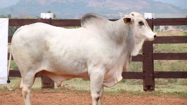 Lote LOTE 26
