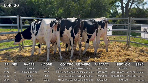 Lote Vacas