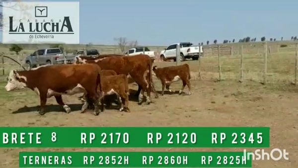 Lote PIEZAS DE CRIAS PI CON HEMBRAS