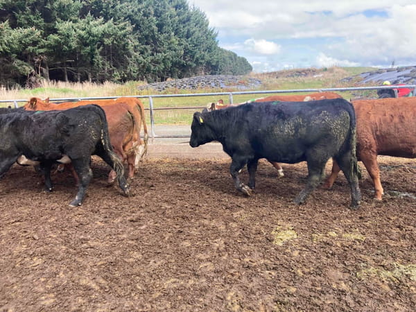 Lote 35 Vaquilla Gorda en X Región Los Lagos, Llanquihue