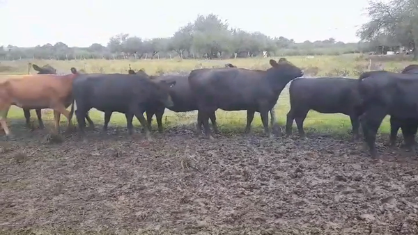 Lote 13 Vaquillonas 1 a 2 años ANGUS 395kg -  en POLANCOS