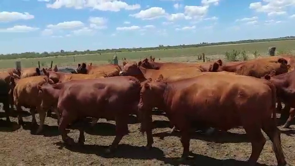Lote 176 Novillitos en Entre Ríos, Villaguay