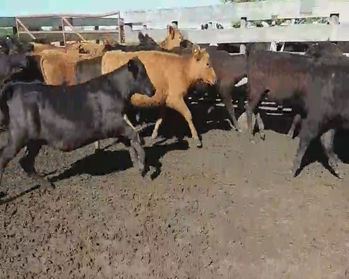 Lote 42 Terneras en Villaguay, Entre Ríos