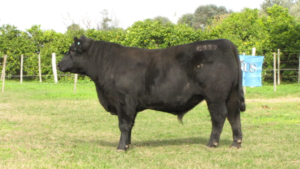 Lote CABAÑA COEMBOTÁ: RP 199