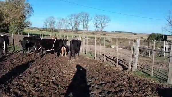 Lote 4 vaquillonas y 1 toro