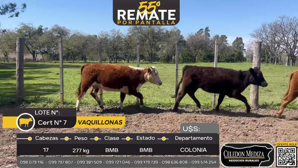 Lote 17 Vaquillonas  en El General, Colonia