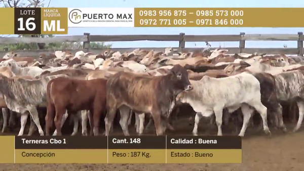 Lote Terneras más de 170 kg