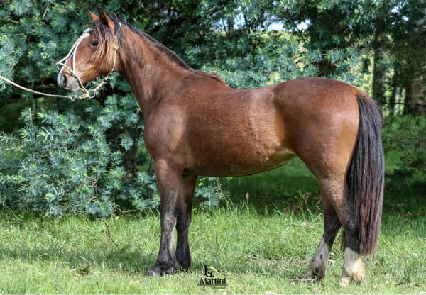 Lote Polilla Caraguatá