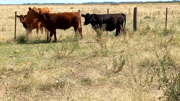 Lote 18 Novillitos y vaquillonas en Gral. Lamadrid, Buenos Aires
