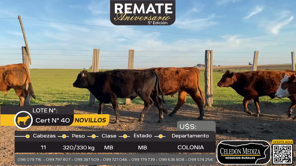 Lote 11 Novillos en La Horqueta, Colonia