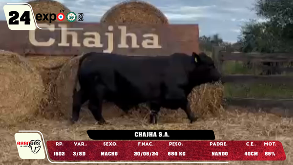 Lote LOTE 24