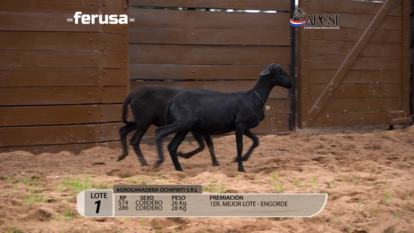 Lote Nacional Santa Inés - Corderos de Consumo - Lote 1