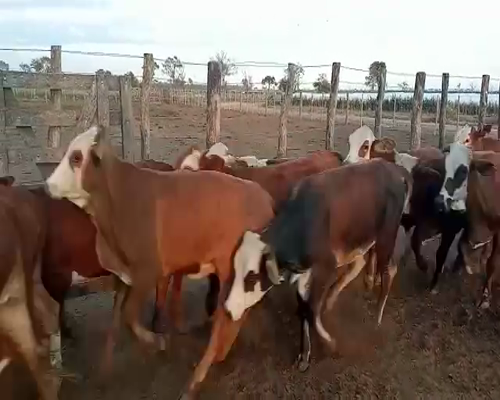 Lote 125 Vaquillonas en Bandera, Santiago del Estero