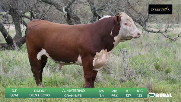 Lote Polled Hereford de La Ceferina