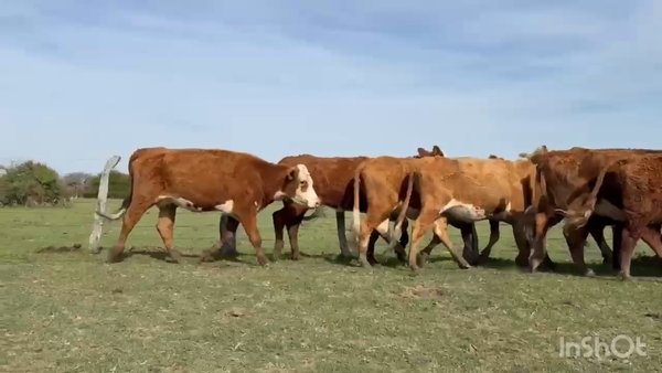 Lote 47 Vacas medio uso C/ cria en Corrientes, Paso de Los Libres