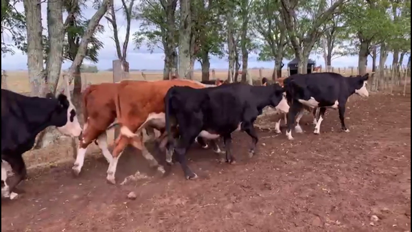 Lote VACAS INVERNADA