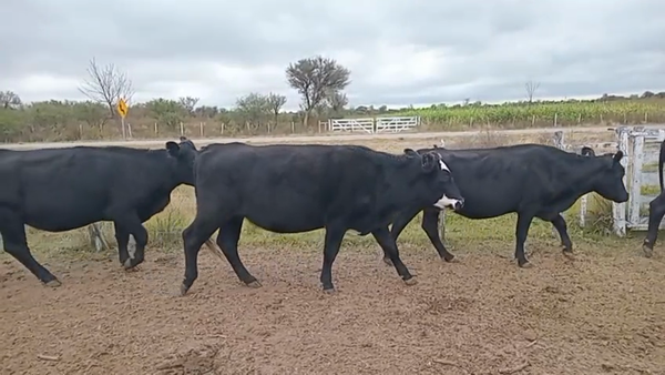 Lote 21 Vacas de invernar