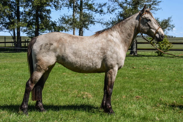 Lote Traviesa del Paso