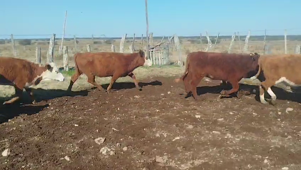 Lote 70 Terneros/as en Corrientes, Curuzú-Cuatiá