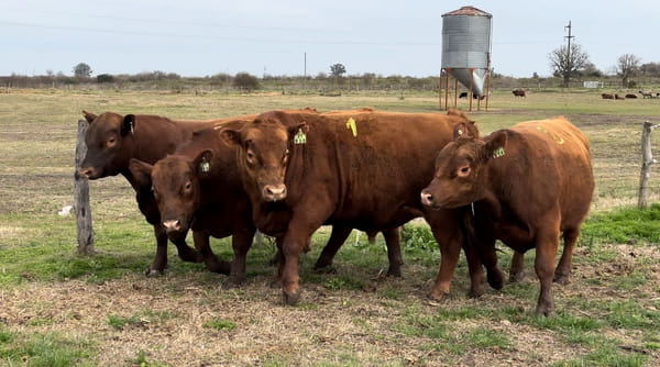 Lote CABAÑA LA TRADICION DE FEDEMAR