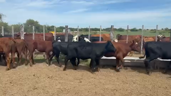 Lote 50 Terneros/as en Maciá, Entre Ríos