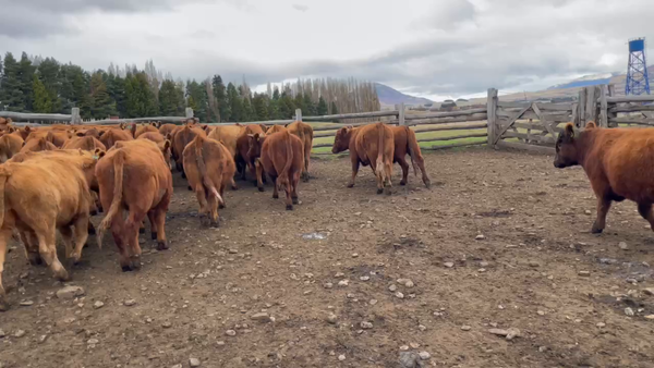 Lote 55 Novillo Engorda en Coyhaique, XI Región Aysén