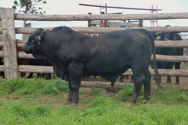Lote Toros, Tacuarembó