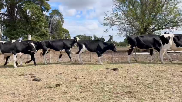 Lote NOVILLOS 1 a 2 AÑOS