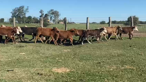 Lote 75 Terneras en Santa Rosa, Corrientes