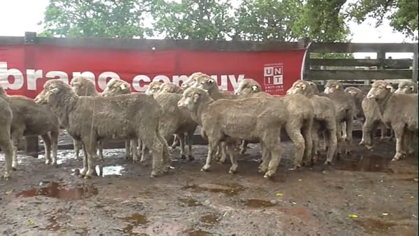 Lote 75 borregas 2 dtes MO 34 KGS prom