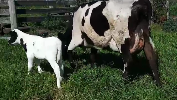 Lote 2 Piezas de cría HOLANDO NORMANDO 400kg - , San José