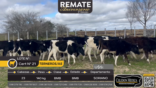 Lote 23 Terneros y Terneras en Cardona, Soriano