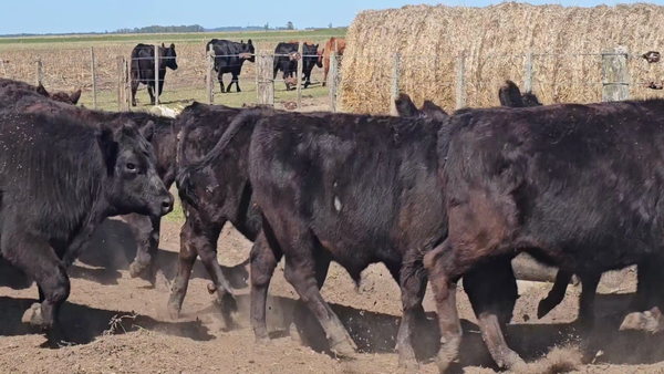 Lote 40 Terneros en Buenos Aires, Tandil