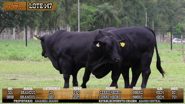 Lote LOTE 147