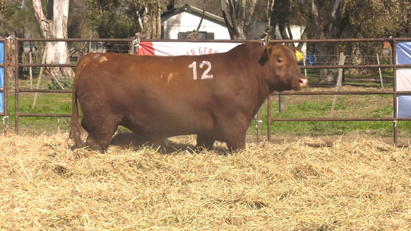 Lote TOROS ANGUS COLORADOS PC