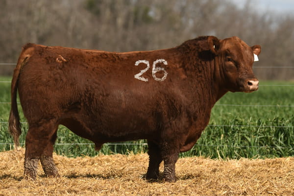 Lote TORO ANGUS PC