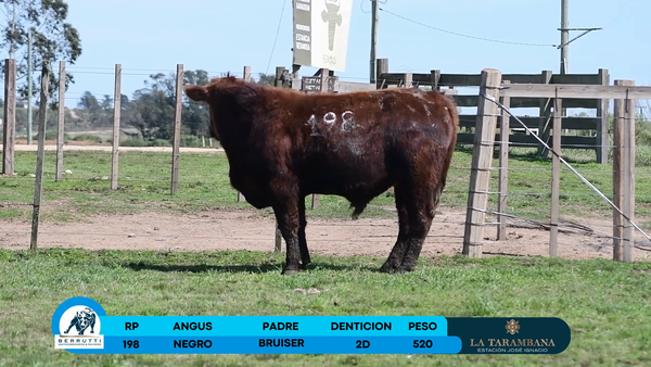 Lote Toro