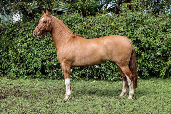 Lote RP 3399 - COÉ INSPIRADA