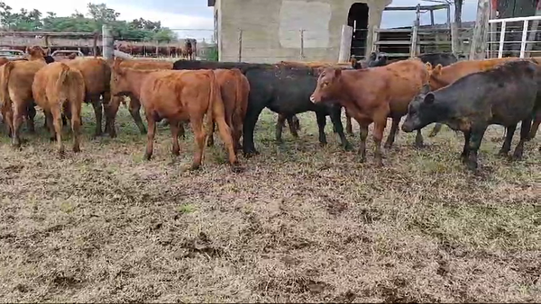 Lote 20 Terneros en Brandsen, Buenos Aires