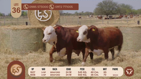 Lote TOROS BRAFORD 24 MESES