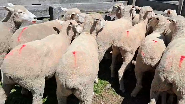 Lote 17 Ovejas 50kg - , Flores