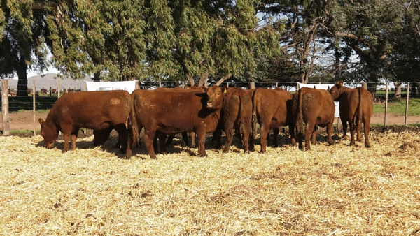 Lote VAQUILLONAS  PC  PARICION OTOÑO