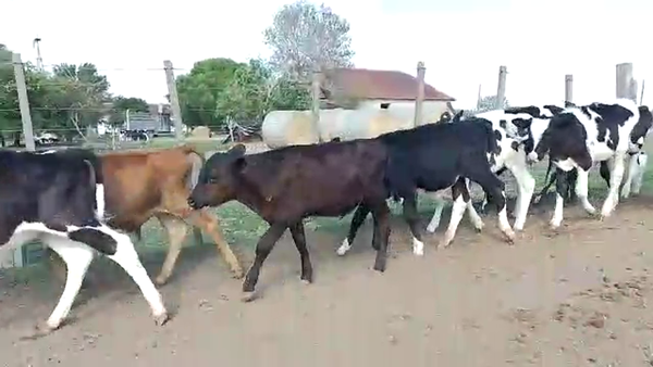 Lote Terneros Hol 30 (26 Machos - 4 Hembras)