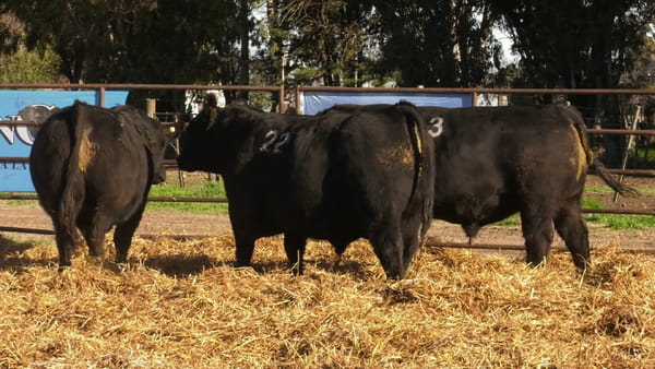Lote TOROS ANGUS NEGROS PC