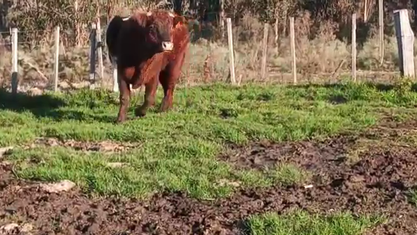 Lote Toros CRUZA 500kg - , San José